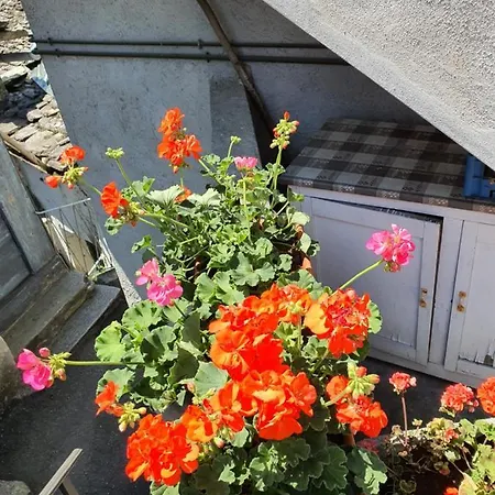 Coccinella House *